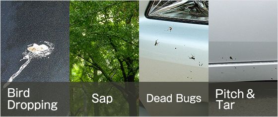 Bird Dropping, Sap, Dead Bugs, Pitch and Tar